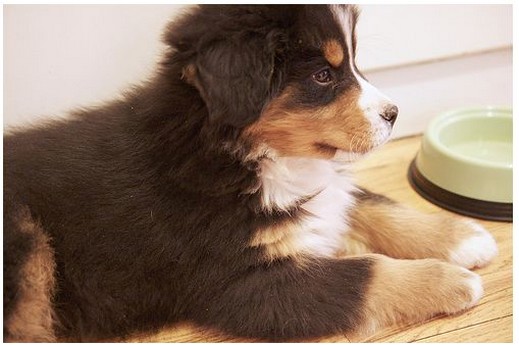 puppy photo of a bernese moutain dog.jpg
