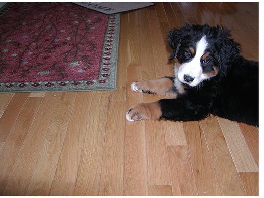 puppy picture of a berneses dog.jpg

