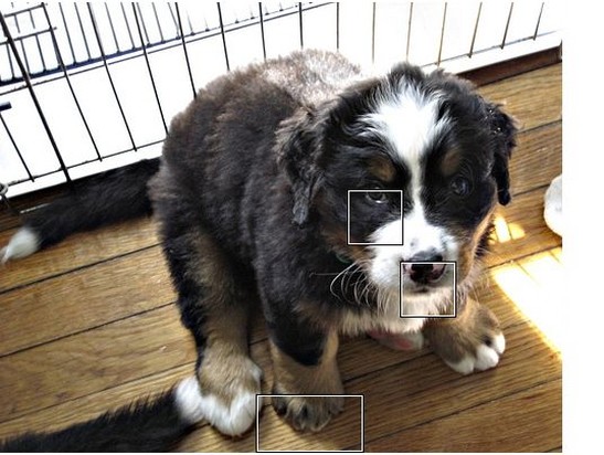 scared looking bernese moutain puppy.jpg
