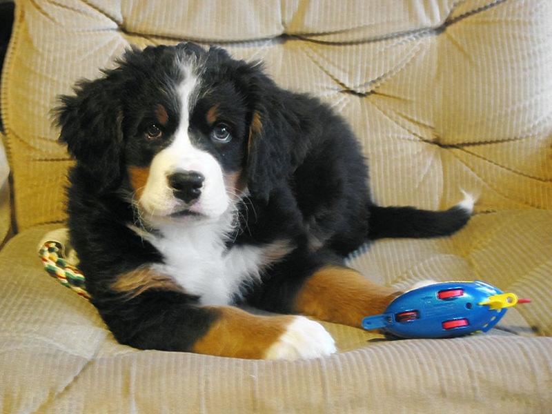 serious looking bernese moutain puppy.jpg
