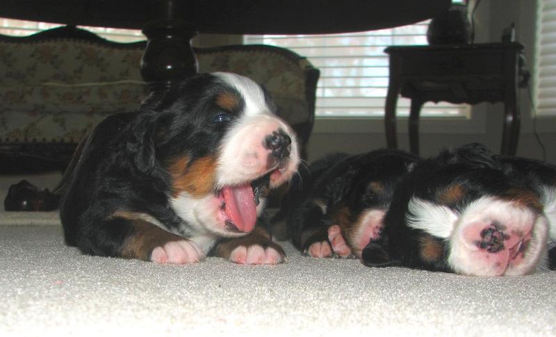 sleepy very young bernese moutain puppies.jpg
