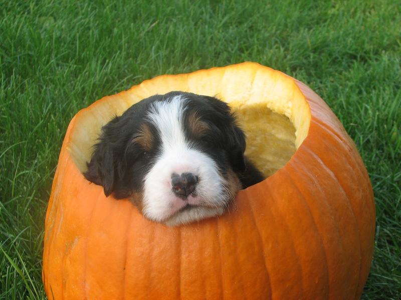 small cute bernese moutain in pumpkin.jpg
