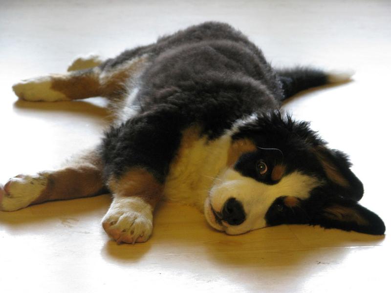 so funny and cute looking puppy bernese dog sleeping on the wood floor.jpg
