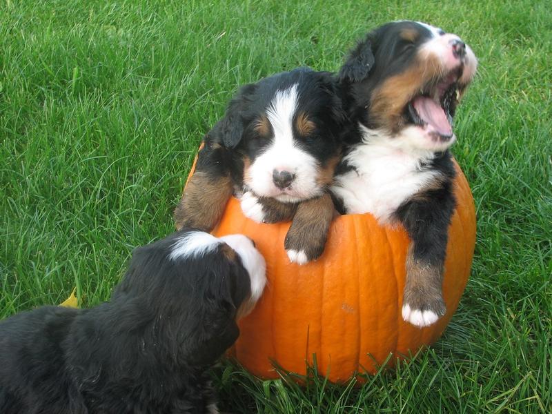 three cute Bernese Mountain Puppies picture.jpg
