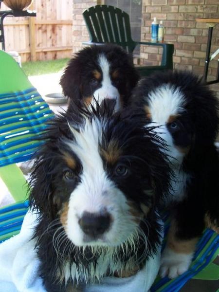 three wet bernese moutain puppies looking at the camera.jpg
