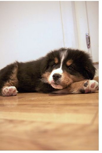 tired looking bernese moutain pupy.jpg
