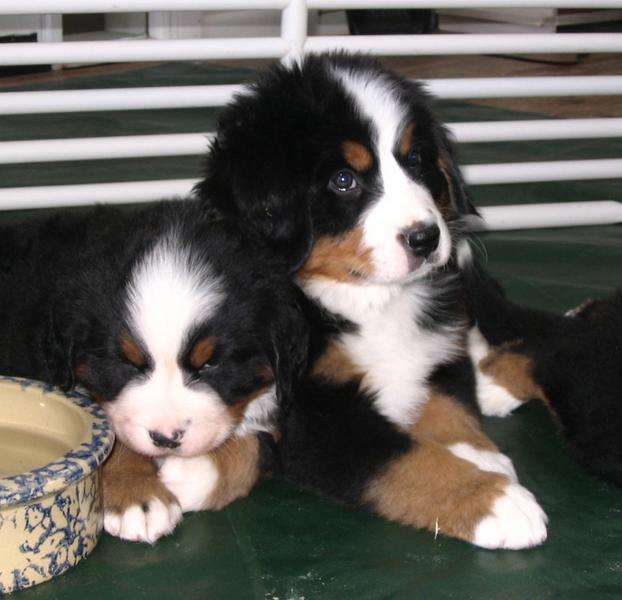 two beautiful bernese moutain puppies.jpg
