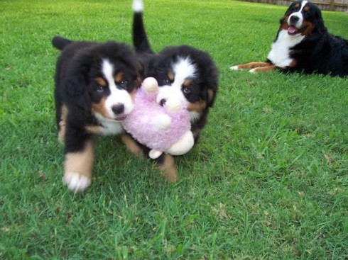 two bernese moutain puppies fighting over a cute toy.jpg
