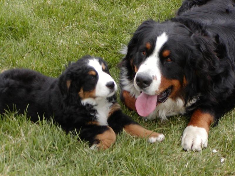 two bernese moutain puppy siting next to its mom.jpg
