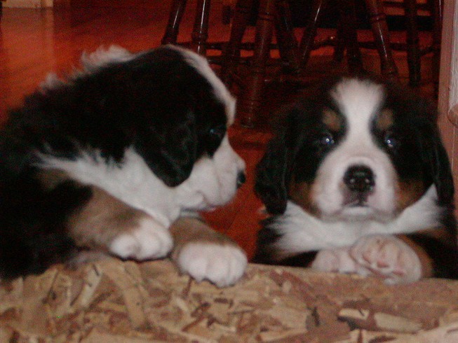 two cute bernese puppies.jpg
