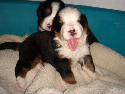 two newborn bernese moutain pups.jpg
