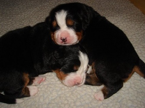 two young bernese dog puppies picture.jpg
