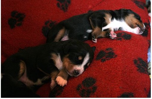 two young bernese moutain puppies sleeping on a red blanket.jpg
