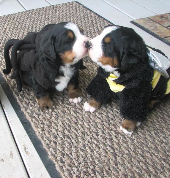 two young bernese puppies kissing each other.jpg
