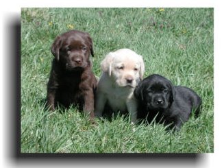 labrador puppies_black, golden and brown.jpg
