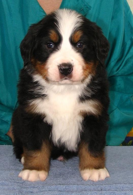 very young bernese moutain looking at the camera.jpg
