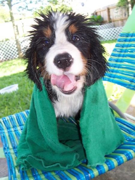wet bernese moutain pup picture.jpg
