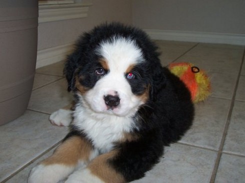 young bernese moutain puppy pic_so cute dog.jpg
