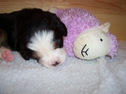 young bernese moutain puppy sleeping next to its toy.jpg
