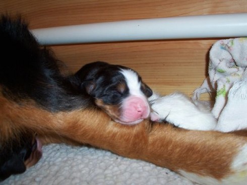 a cute newborn bernese pup.jpg
