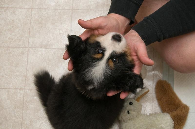 adorable bernese moutain puppy picture.jpg
