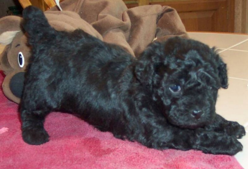 black poodle pup.jpg
