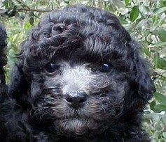 black poodle puppy.jpg
