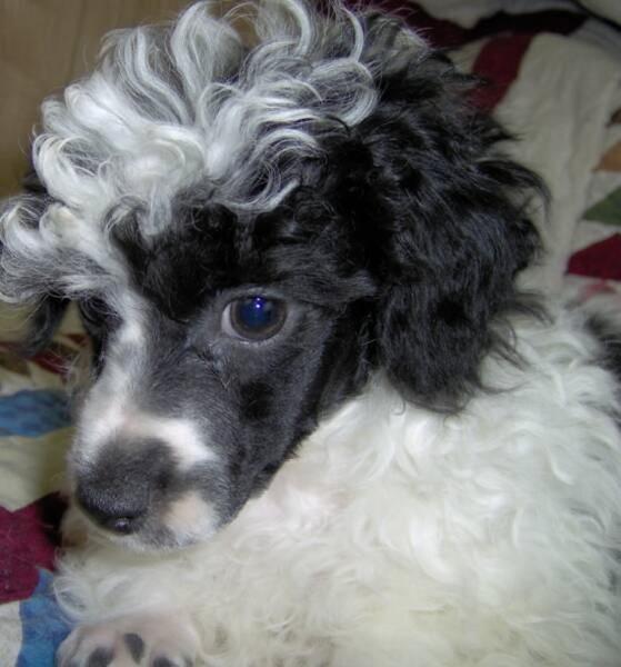 close up picture of a young parti poodle in white and black.jpg
