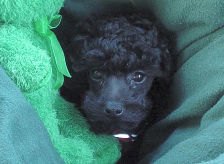 cute puppy face of a parti poodle dog in black.jpg
