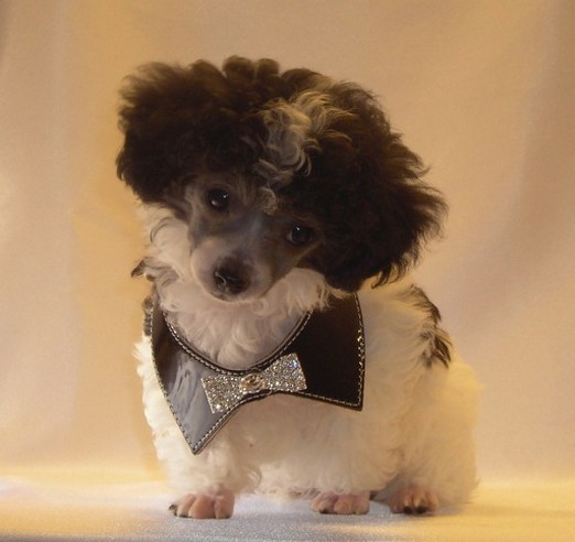 dressed up  parti poodle puppy.jpg
