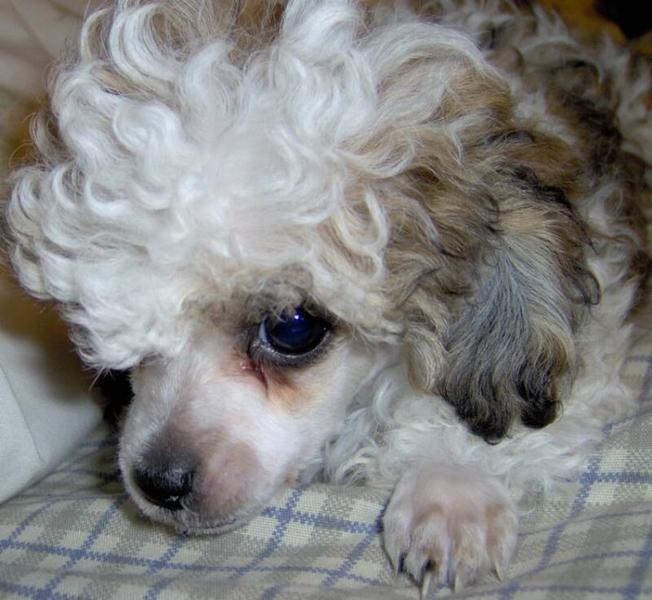 image of a pretty poodle puppy.jpg

