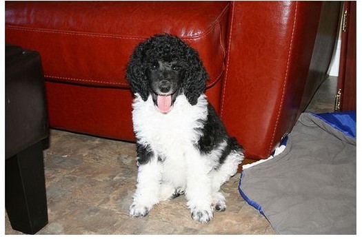 image of party poodle puppy.jpg
