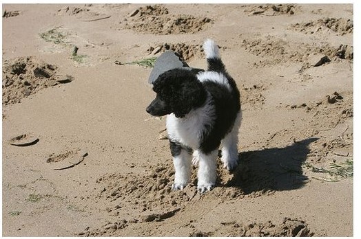 image of party poodle puppy on the beach.jpg
