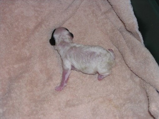 newborn parti poodle puppy.jpg
