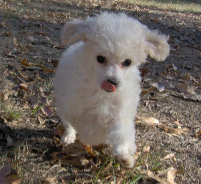 runnig white poodle puppy.jpg
