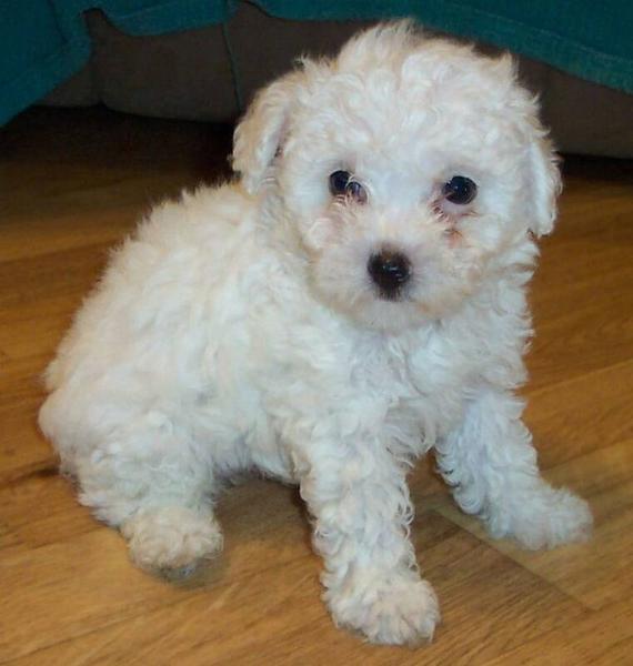 sweet looking white parti poodle puppy photo.jpg
