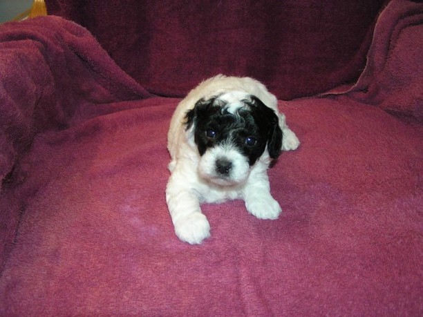 very young parti poodle puppy looking to the camera.jpg
