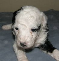 young parti puppy picture.jpg

