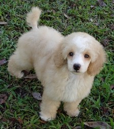 beautiful cream poodle puppy.jpg
