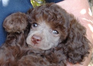 beautiful poodle puppy picture win chocolate.jpg
