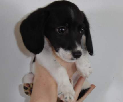 beagle pup in white and black.JPG
