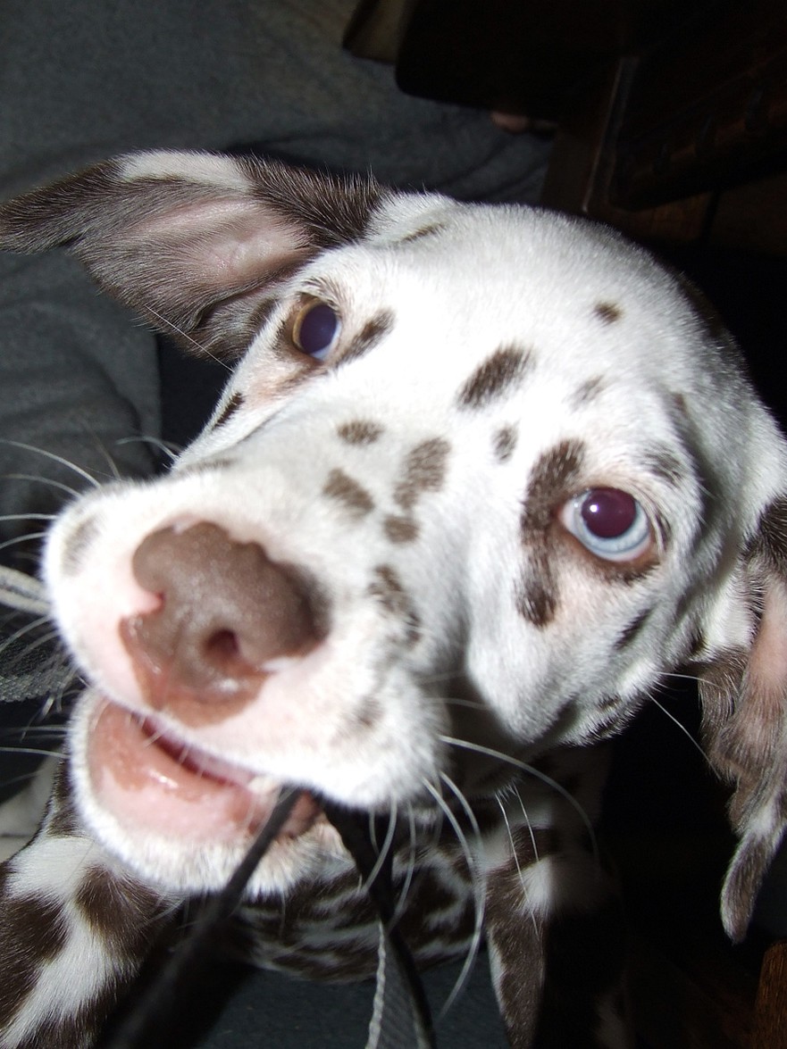 close up face picture of a dalmation pup.jpg
