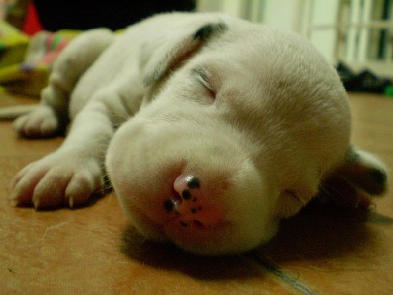 close up image of a sleepying Dalmation Puppy.jpg

