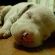 close up image of a sleepying Dalmation Puppy.jpg
