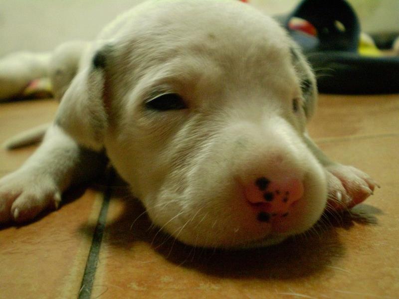 close up photo of Dalmation Puppy.jpg
