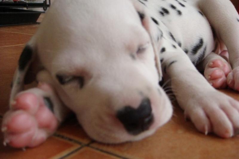 close up picture of a sleepy Dalmation Puppy.jpg
