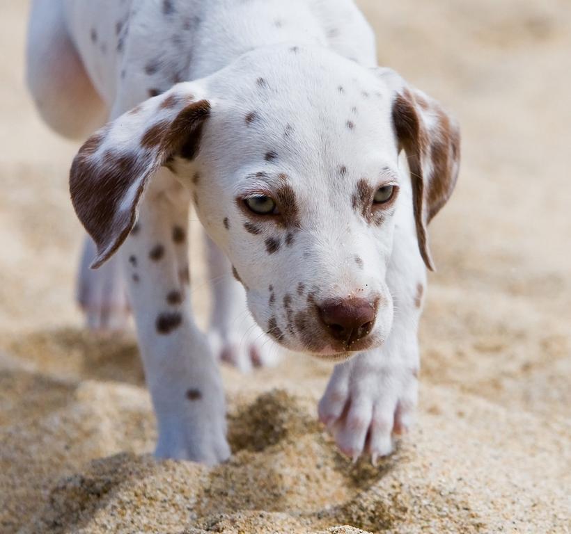 close up picture of Dalmatian puppy.jpg
