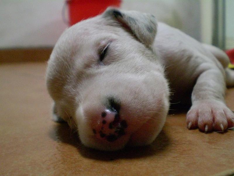 close up picture of very young Dalmation Puppy.jpg
