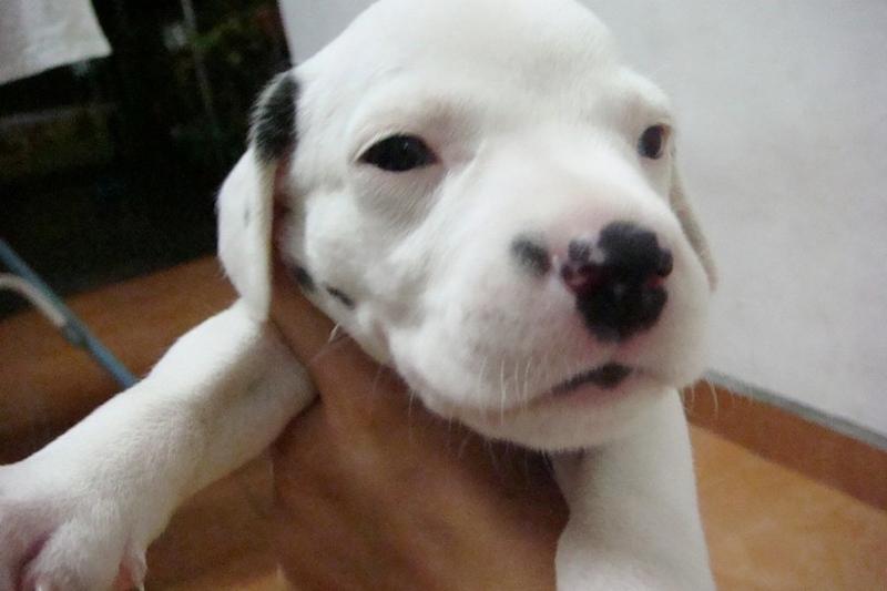 cute Dalmation Puppy photo.jpg
