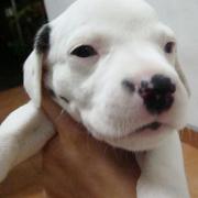 cute Dalmation Puppy photo.jpg
